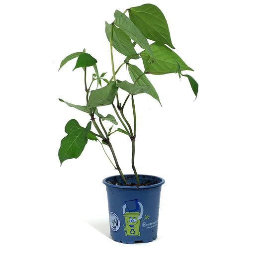Funky Foods Bean, 4in, Velour
