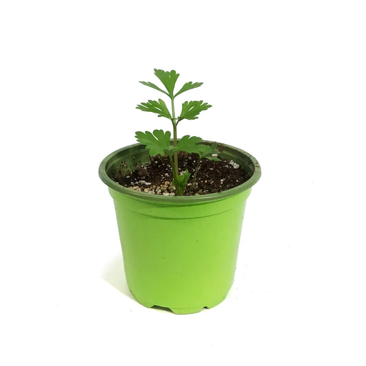 Funky Foods Celery, 4in, Peppermint Stick