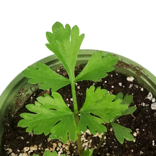 Funky Foods Celery, 4in, Peppermint Stick
