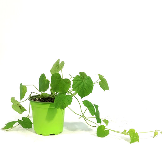Funky Foods Cucamelon, 4in