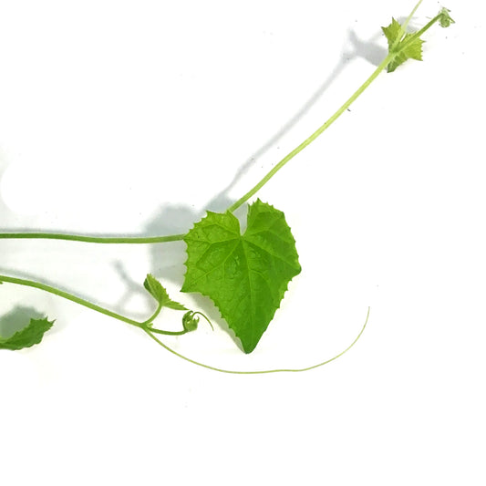 Funky Foods Cucamelon, 4in