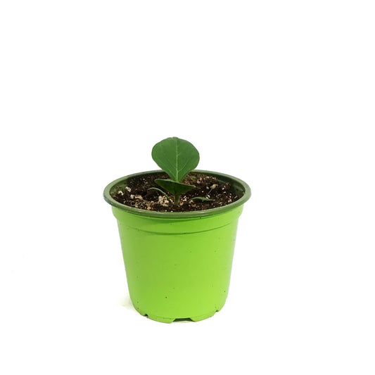 Funky Foods Eggplant, 4in, Fairy Tale