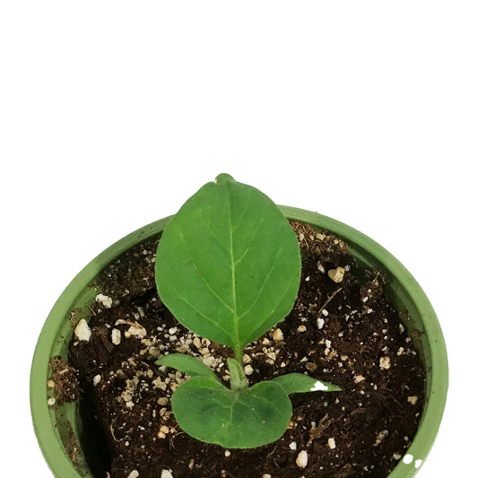 Funky Foods Eggplant, 4in, Fairy Tale