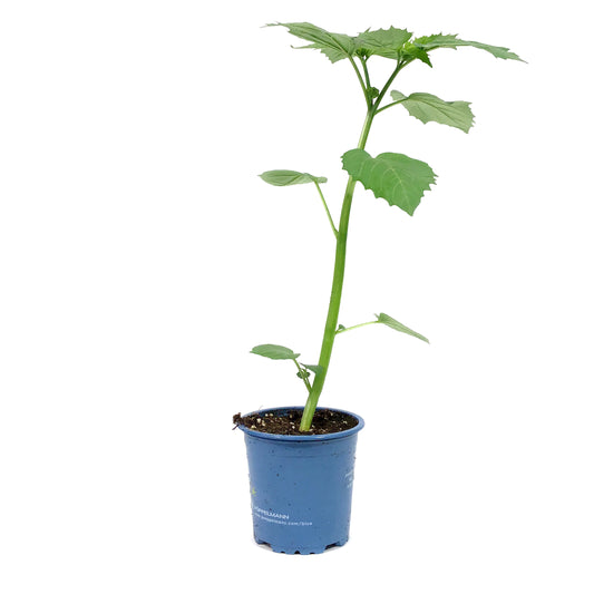 Funky Foods Ground Cherry, 4in, Aunt Molly's