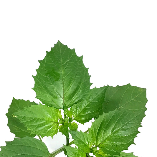 Funky Foods Ground Cherry, 4in, Aunt Molly's