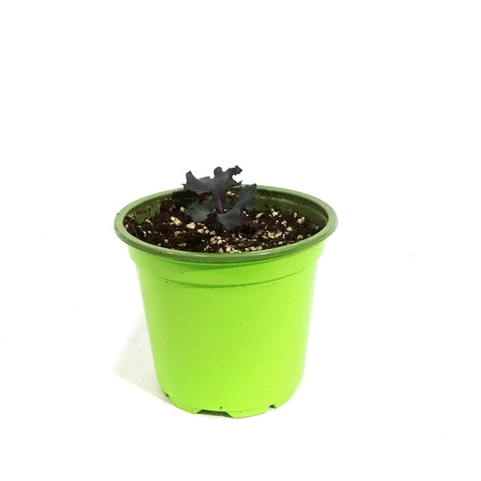 Funky Foods Kale, 4in, Scarletbor