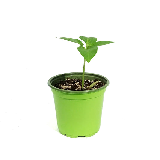Funky Foods Bell Pepper, 4in, Blue Jay