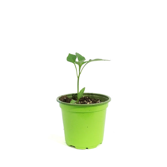 Funky Foods Bell Pepper, 4in, Candy Cane CC