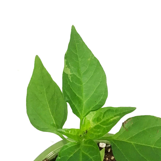 Funky Foods Bell Pepper, 4in, Candy Cane CC