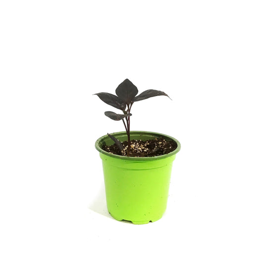 Funky Foods Hot Pepper, 4in, Count Dracula