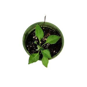Funky Foods Hot Pepper, 4in, Golden Cayenne