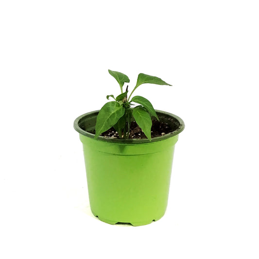 Funky Foods Hot Pepper, 4in, Golden Cayenne