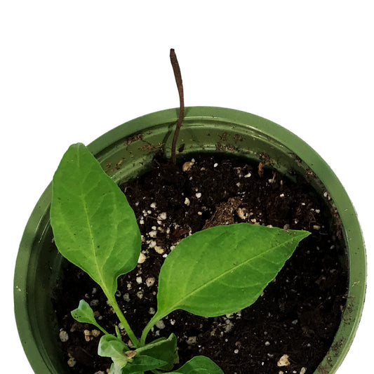 Funky Foods Hot Pepper, 4in, Golden Cayenne