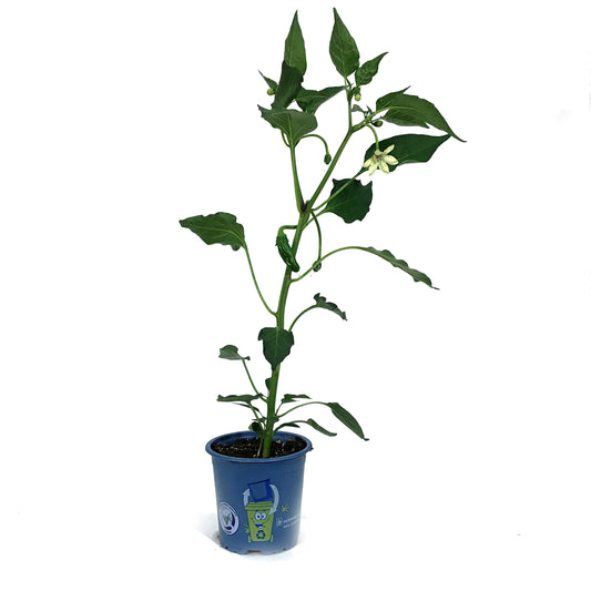 Funky Foods Hot Pepper, 4in, Holy Mole