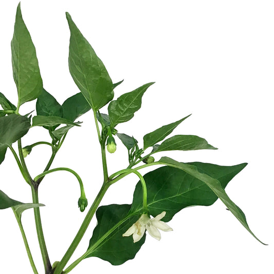 Funky Foods Hot Pepper, 4in, Holy Mole
