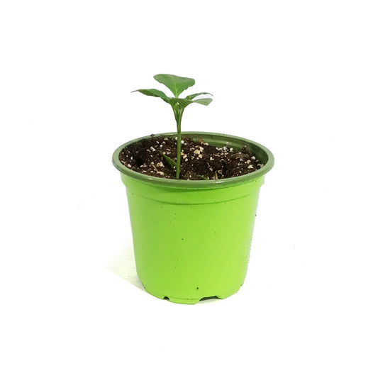 Funky Foods Hot Pepper, 4in, Mad Hatter