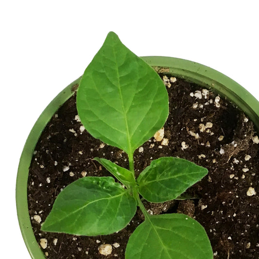 Funky Foods Hot Pepper, 4in, Mad Hatter