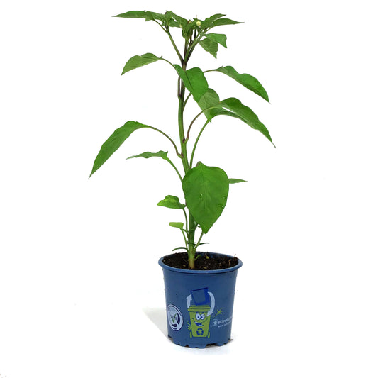 Funky Foods Hot Pepper, 4in, Rocket Mamba Red