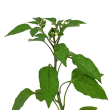 Load image into Gallery viewer, Funky Foods Hot Pepper, 4in, Rocket Mamba Red
