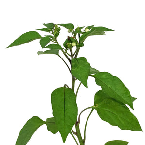 Funky Foods Hot Pepper, 4in, Rocket Mamba Red