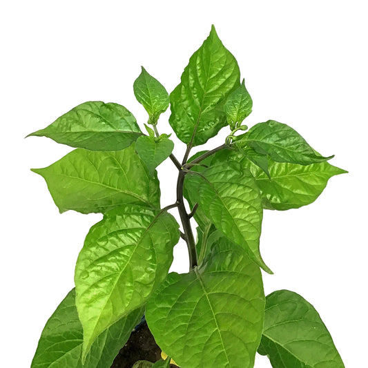 Funky Foods Hot Pepper, 4in, Roulette