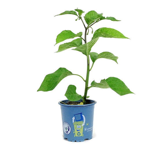 Funky Foods Hot Pepper, 4in, Roulette