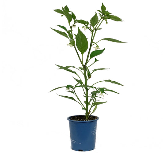 Funky Foods Hot Pepper, 4in, Shishito