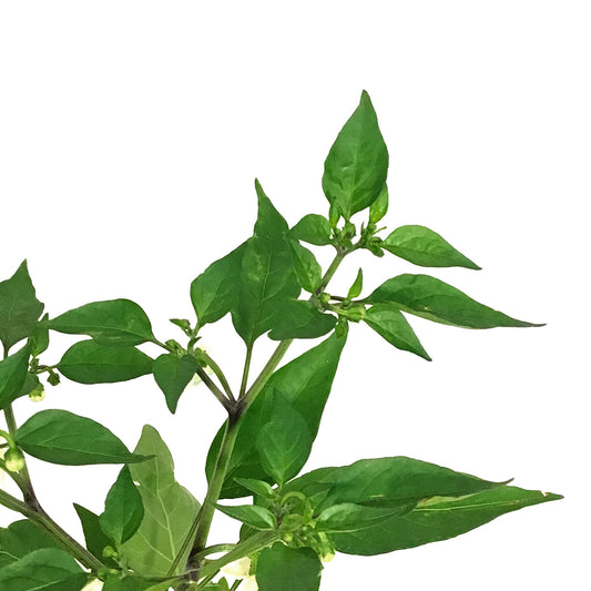 Funky Foods Hot Pepper, 4in, Shishito