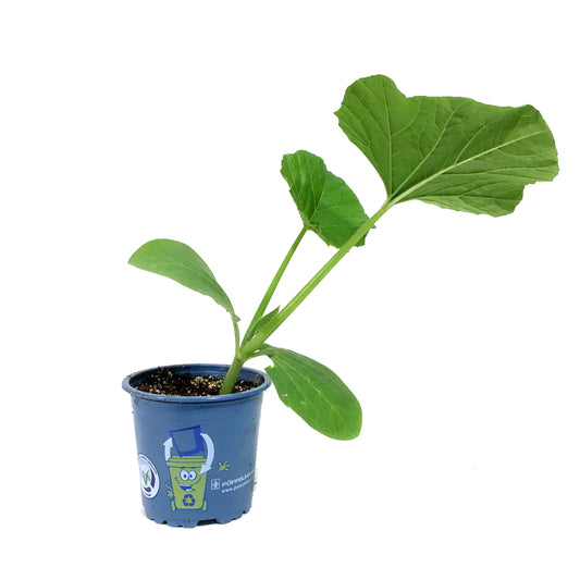 Funky Foods Pumpkin, 4in, Super Moon