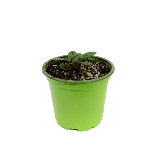 Funky Foods Sorrel, 4in, Raspberry Dressing