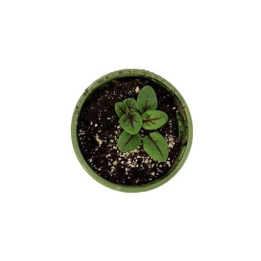 Funky Foods Sorrel, 4in, Raspberry Dressing