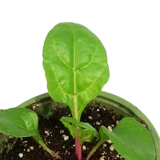 Funky Foods Swiss Chard, 4in, Peppermint