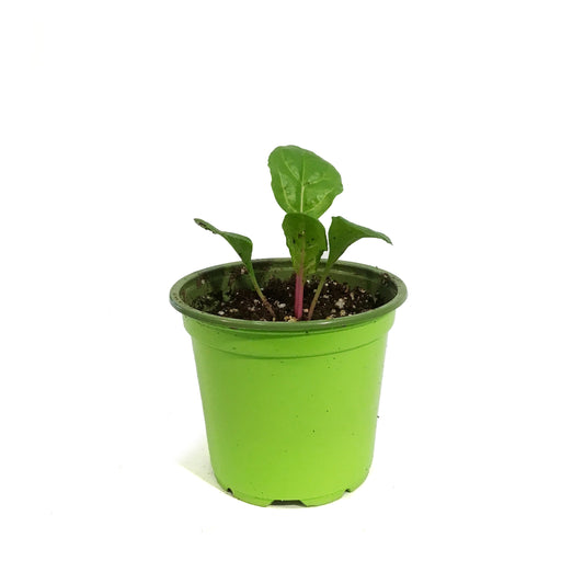 Funky Foods Swiss Chard, 4in, Peppermint