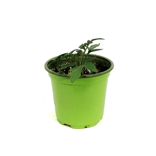 Funky Foods Tomato, 4in, Buffalosun