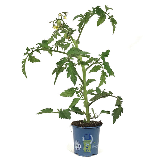 Funky Foods Tomato, 4in, Darkstar