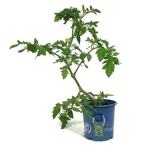 Funky Foods Tomato, 4in, Bumble Bee Pink