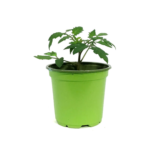 Funky Foods Tomato, 4in, Bumble Bee Purple