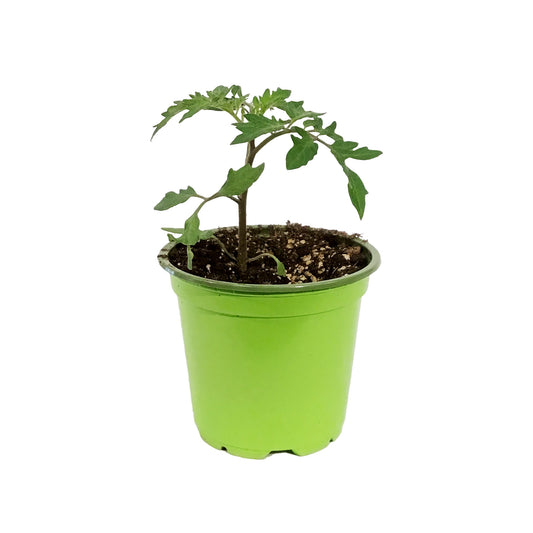 Funky Foods Tomato, 4in, Bumble Bee Sunrise