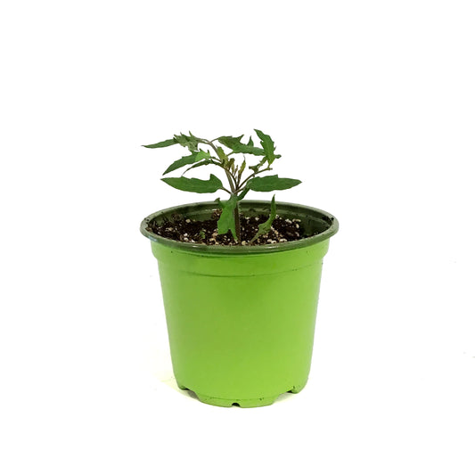 Funky Foods Tomato, 4in, Sweet Casady