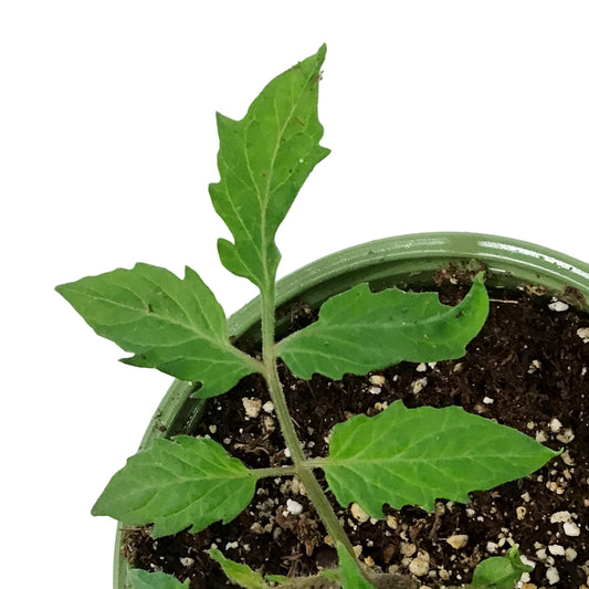 Funky Foods Tomato, 4in, Sweet Casady