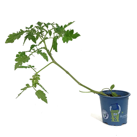 Funky Foods Tomato, 4in, Big Pink