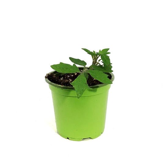 Funky Foods Tomato, 4in, Purple Boy