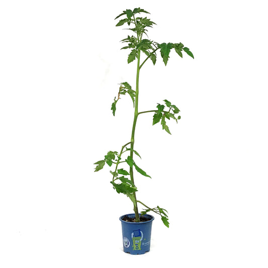 Funky Foods Tomato, 4in, Skyreacher