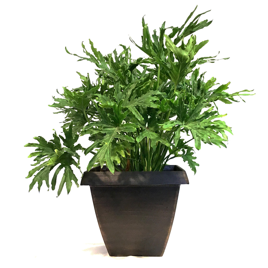 Philodendron, 15in, Lickety Split