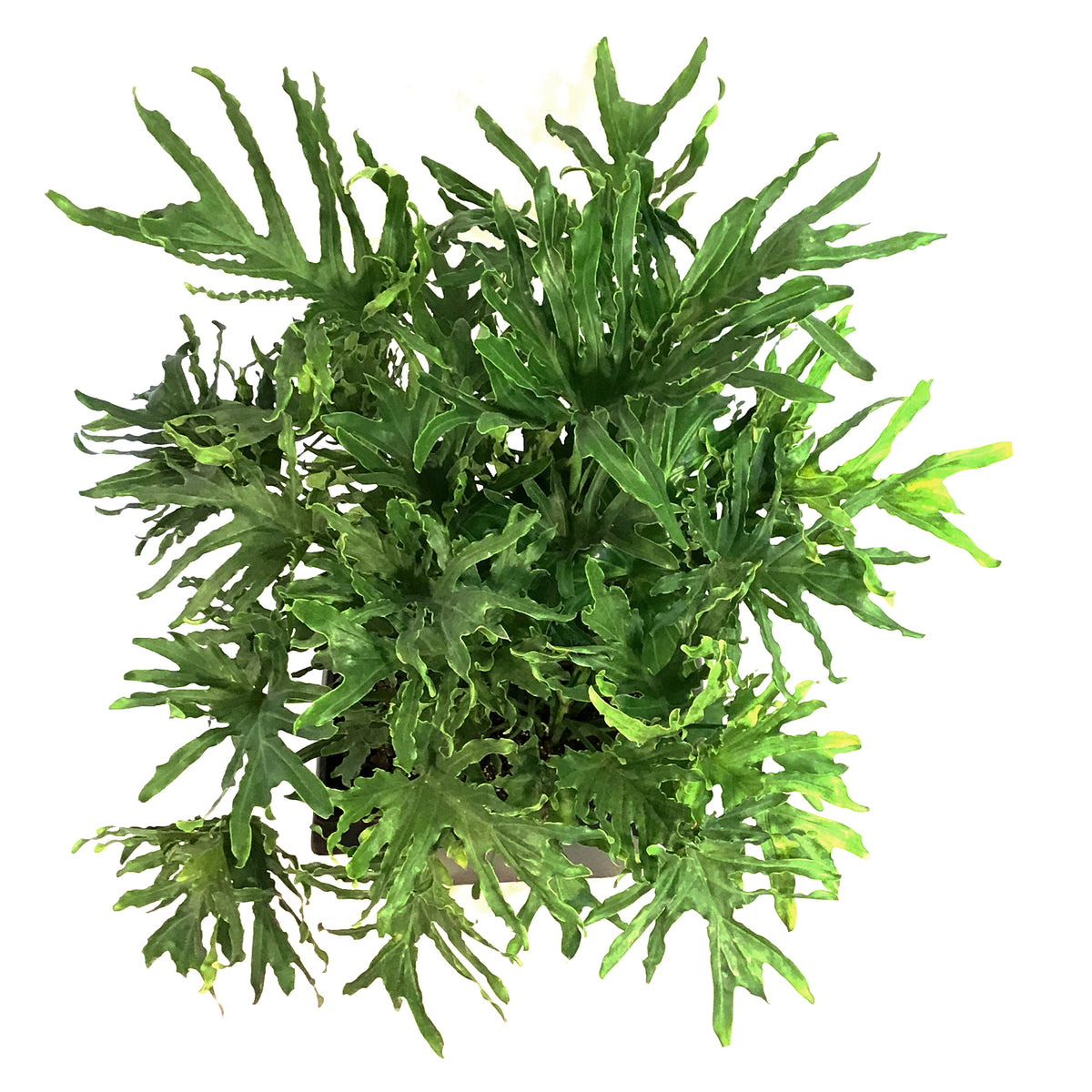 Philodendron, 15in, Lickety Split