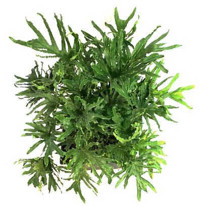 Philodendron, 15in, Lickety Split
