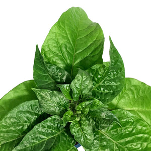 Extreme Heat Hot Pepper, 4in, Armageddon