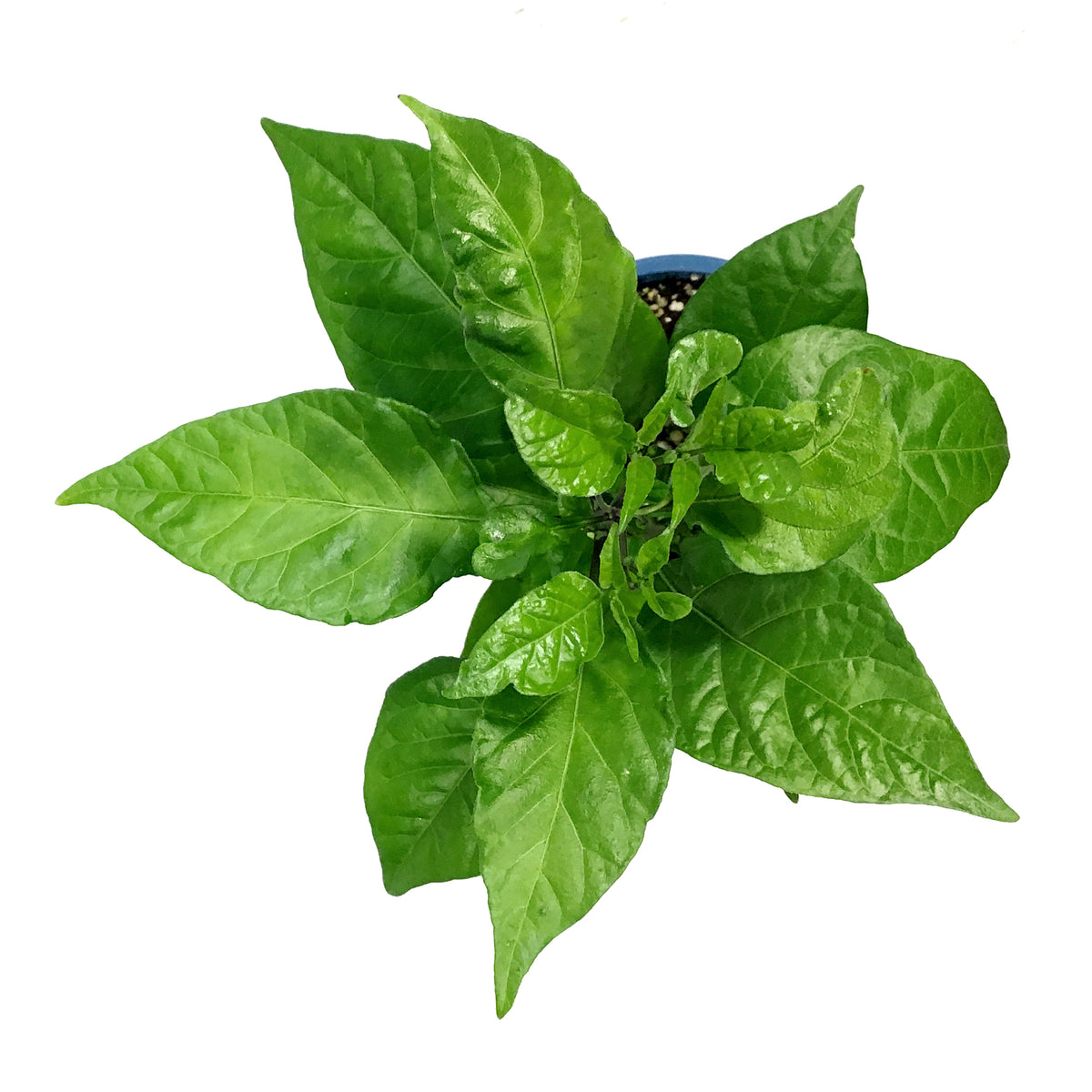 Extreme Heat Hot Pepper, 4in, Carolina Reaper
