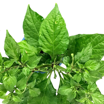 Extreme Heat Hot Pepper, 4in, Ghost Bhut Jolokia