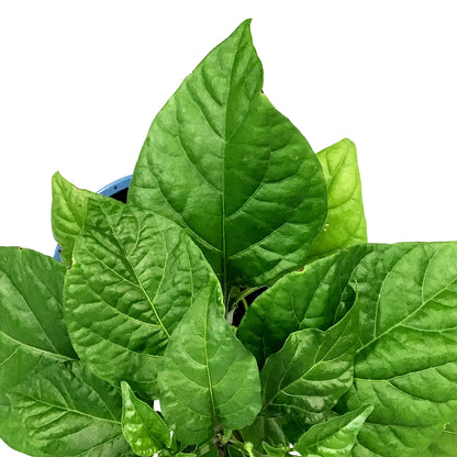 Extreme Heat Hot Pepper, 4in, Trinidad Scorpion
